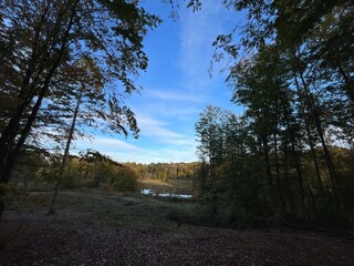 autumn in the forest