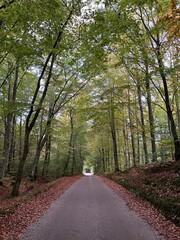 Fototapeta premium path in the woods