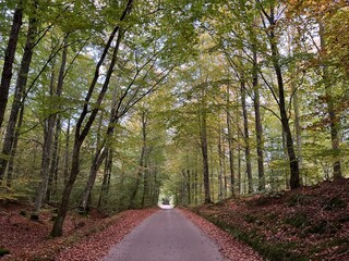 path in the woods
