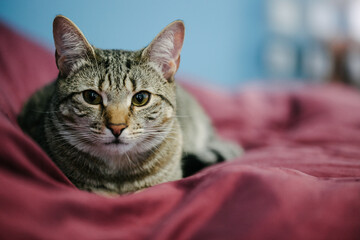 Cat relaxing on a red blanket in a cozy indoor setting during the afternoon light
