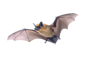 Obraz premium [Transparent Background PNG]Flying Bat in Isolated White Background