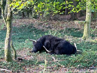 wild black buffalo in the woods