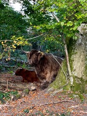 wild black buffalo in the woods
