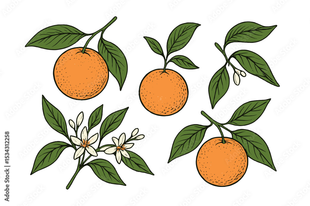 Poster vector flat illustration of oranges with leaves and blossoms in a botanical style embracing natural 