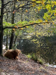 wild brown cow with big horns in the forest with the lake