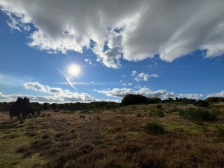 landscape with trees and sky