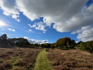 landscape with trees and sky