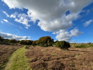 Obraz premium landscape with trees and sky