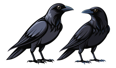 Obraz premium Photo of two sleek black crows, isolated on white background, face each other in a captivating illustration