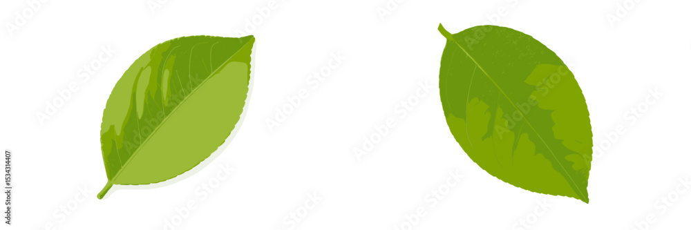 Aufkleber two green leaves displayed side by side on a white background showcasing natural simplicity and orga