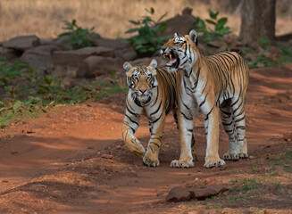 A tigress and her cub bonding in the jungle. Close up, selective focus.