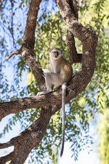 Monkey Perched in Curved Branches of African Tree