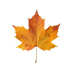 Obraz premium Autumn maple leaf on white background showing vibrant yellow hue 