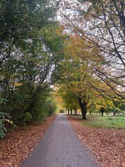 Obraz premium road in the autumn park