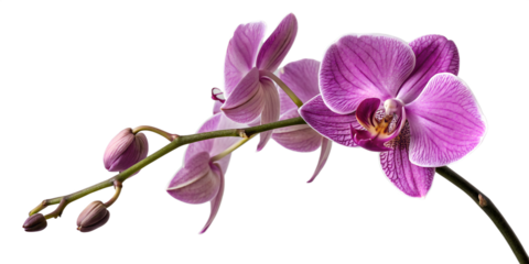 Pink phalaenopsis orchid flower isolated on a white background, showcasing its beautiful tropical blossom and delicate petals- Transparent Background
