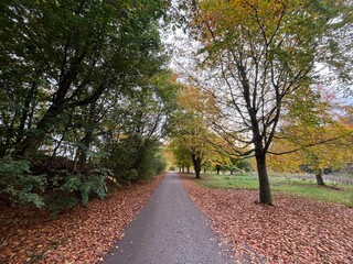 Naklejka premium road in the autumn park