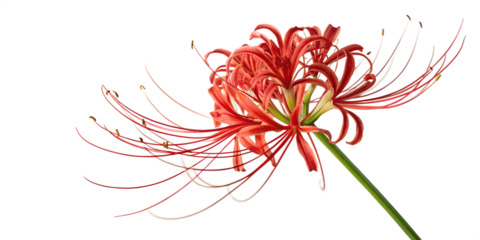 Red bloom with green leaves, a vibrant floral nature decoration isolated on white- Transparent Background
