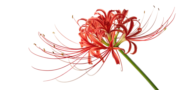 Red bloom with green leaves, a vibrant floral nature decoration isolated on white- Transparent Background
