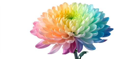 Obraz premium dahlia flower isolated on Transparent Background