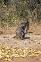 Wild Baboon and Its Baby