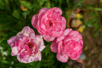 Top view of three pink garden roses in full bloom, with natural light and green background, showing petal textures and color variations.
