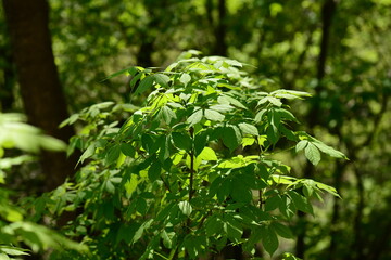 Close-up of Eleutherococcus sessiliflorus, known as Korean spiny tree, showing thorny stem and...
