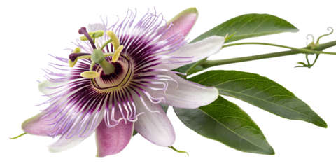 Beautiful busy bee on a vibrant pink daisy flower in a summer garden, a close-up of nature's delicate beauty in bloom- Transparent Background