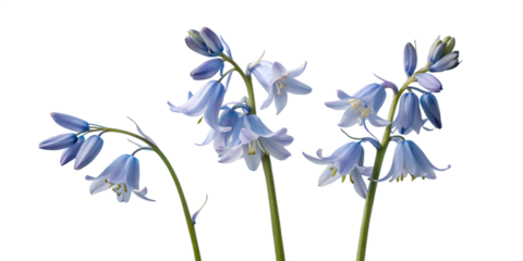 A vibrant blue iris flower, isolated on white, showcases the natural beauty of a blooming spring plant- Transparent Background