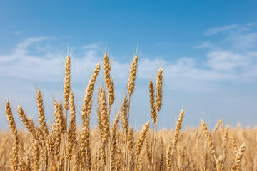Fototapeta premium serene wheat field under clear blue sky with golden stalks swaying gently in breeze