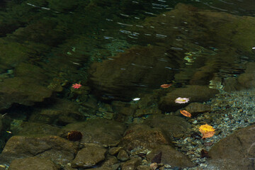 flowing water with fallen leaves on the stream in the autumn valley