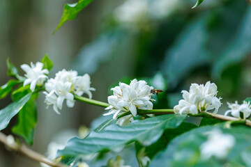white coffee flowers blooming on the branches of the coffee tree in the mountain field,