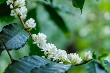 white coffee flowers blooming on the branches of the coffee tree in the mountain field,