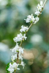 white coffee flowers blooming on the branches of the coffee tree in the mountain field,