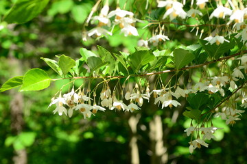 Korean Styrax Obassia Tree with Fruits, Bark, and Green Leaves Close-up


