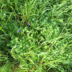 green grass with dew drops