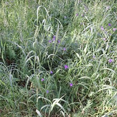 lavender in the garden