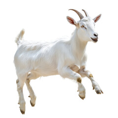 White goat running jumping, A white goat leaping energetically, showcasing its playful spirit in a sunny outdoor setting, isolated on transparent background
