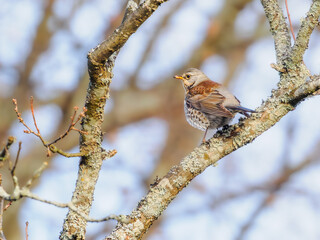 Fieldfare perched on lichen-covered branch in winter light