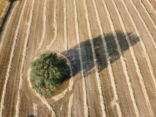 Unique circular pattern around a tree in a harvested agricultural field during daylight