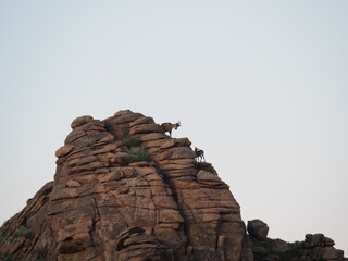 Ibex Standing on Rocky Cliffs at Sunset