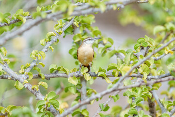 Garrinchão de bico grande (Cantorchilus longirostris) pousado entre os galhos do pinhão bravo...