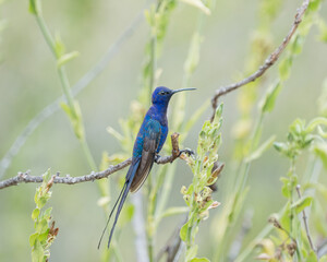 Beija flor tesoura (Eupetomena macroura) pousado em um galho de planta