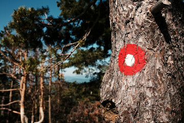 Naklejka premium Hiking trail marker painted on tree bark along forest path on Tornik mountain in Zlatibor, Serbia