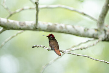 Beija flor vermelho macho (Chrysolampis mosquitus) pousado em um galhinho de árvore 