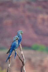 Casal de Arara Azul de Lear (Anodorhynchus leari) pousado em um galho de árvore