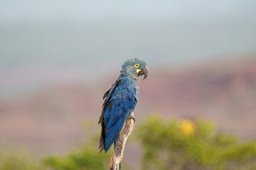 Arara Azul de Lear (Anodorhynchus leari) isolada pousada, sob um lindo fundo desfocado, ave ameaçada de acordo com a lista vermelha da IUCN