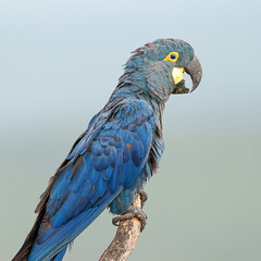 Arara Azul de Lear (Anodorhynchus leari) em close up pousada, sob um lindo fundo desfocado, ave ameaçada de acordo com a lista vermelha da IUCN