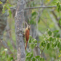Arapaçu de cerrado (Lepidocolaptes angustirostris) subindo no tronco da árvore
