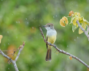 Maria cavaleira de rabo enferrujado (Myiarchus tyrannulus) pousada em um galho sob uma chuva leve