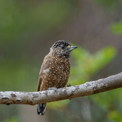 Picapauzinho pintado fêmea (Picumnus pygmaeus) de frente sob um lindo fundo desfocado